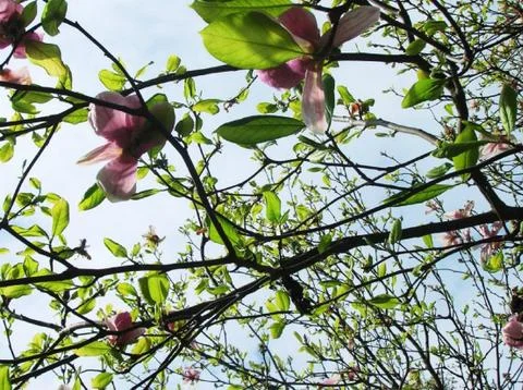 Magnolia tree Foto stock