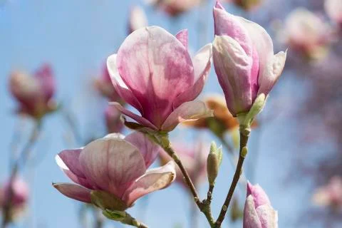 Magnolia tree Stock Photos