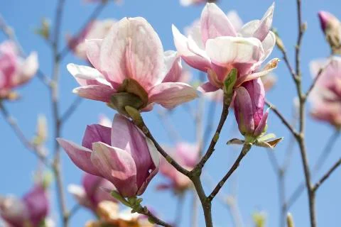 Magnolia tree Stock Photos