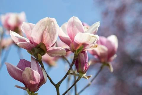 Magnolia tree Stock Photos