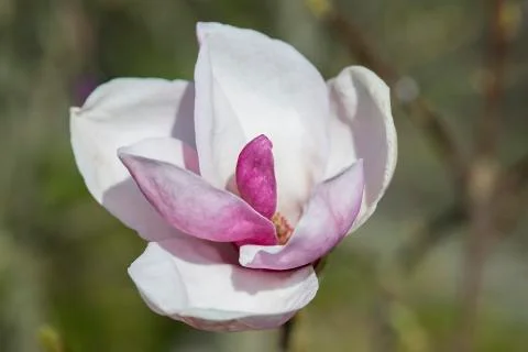 Magnolia tree Stock Photos