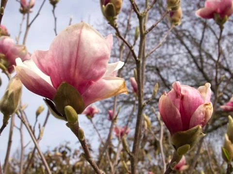 Magnolia tree Stock Photos