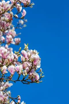 A Magnolia Tree Stock Photos