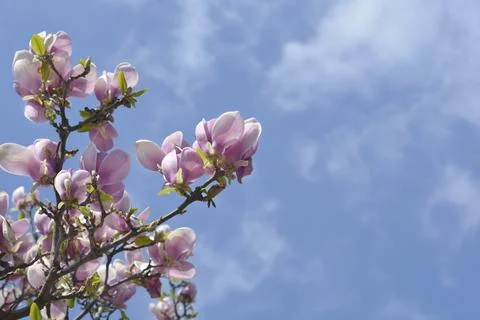 Magnolia tree Stock Photos