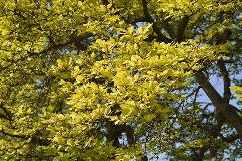 Magnolia tree Stock Photos