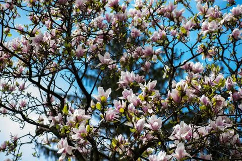 Magnolia tree. Stock Photos