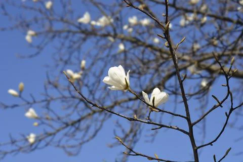 Magnolia tree Stock Photos