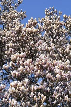 Magnolia tree Stock Photos