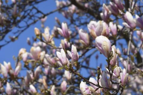 Magnolia tree Stock Photos