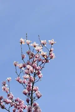 Magnolia tree Stock Photos