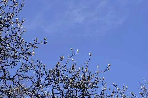 Magnolia tree Stock Photos