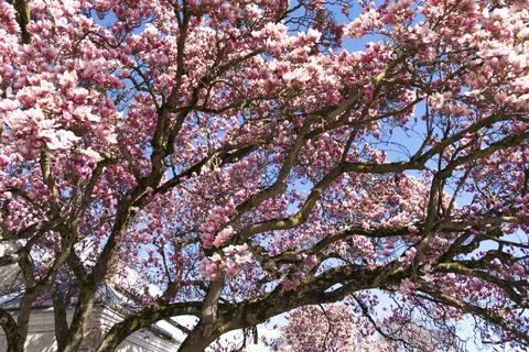 Magnolia tree Stock Photos