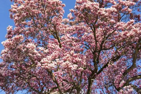Magnolia tree Stock Photos
