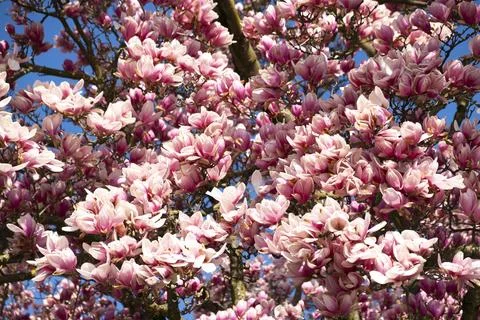 Magnolia tree Stock Photos