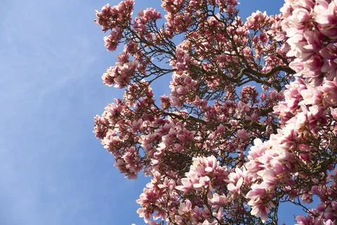 Magnolia tree Stock Photos