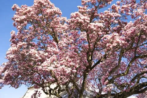 Magnolia tree Stock Photos