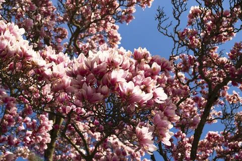 Magnolia tree Stock Photos