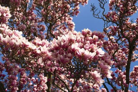 Magnolia tree Stock Photos