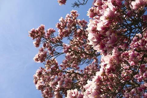 Magnolia tree Stock Photos