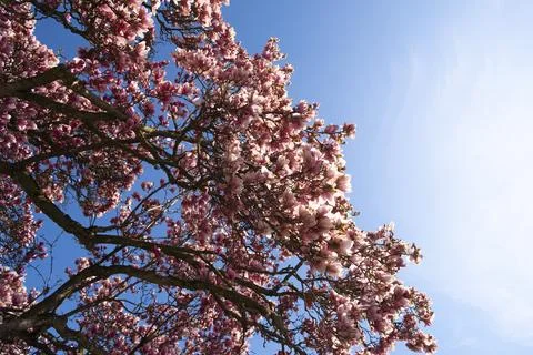 Magnolia tree Stock Photos