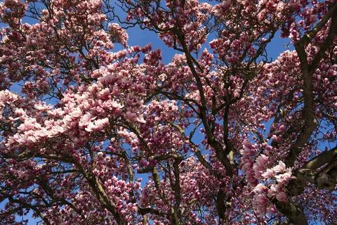 Magnolia tree Stock Photos