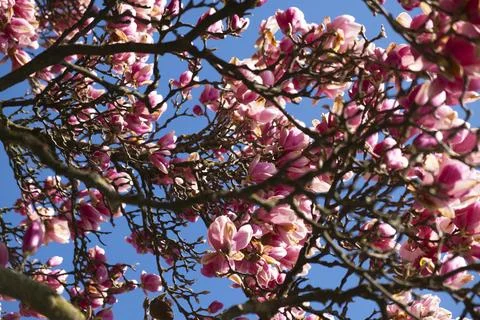 Magnolia tree Stock Photos