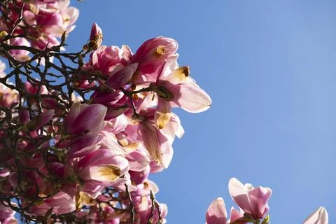 Magnolia tree Stock Photos