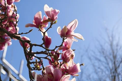 Magnolia tree Stock Photos