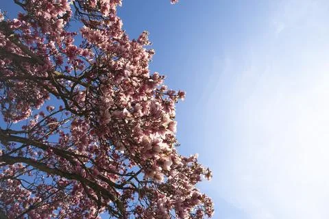 Magnolia tree Stock Photos
