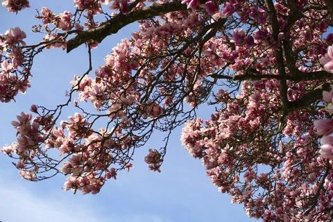 Magnolia tree Stock Photos