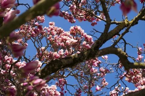 Magnolia tree Stock Photos