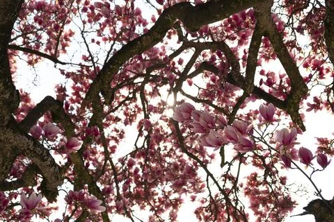 Magnolia tree Stock Photos