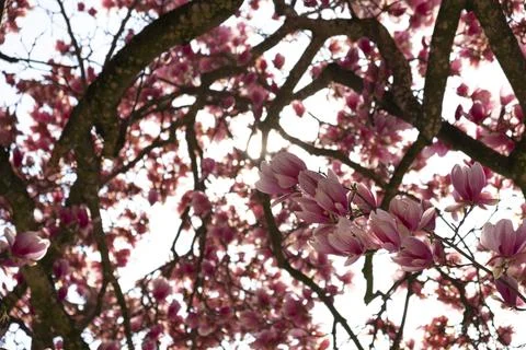 Magnolia tree Stock Photos
