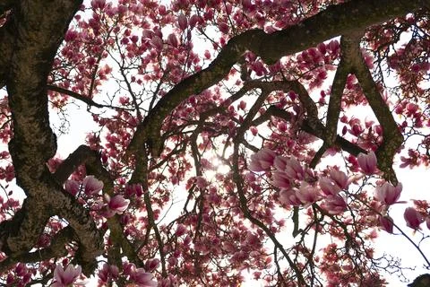 Magnolia tree Stock Photos