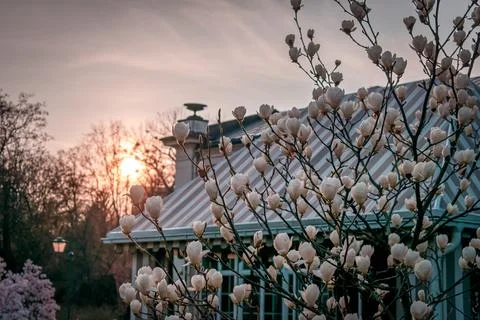 Magnolia tree 스톡 사진