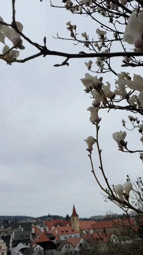 Magnolia tree in red roofs czech city. Top view. Spring mood in Europe. City Stock Footage 153929595