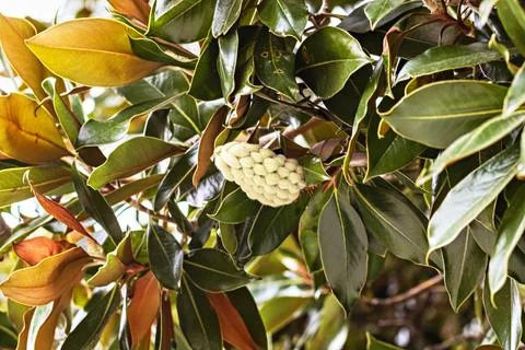 Magnolia tree with ripening white fruit and leaves Stock Photos