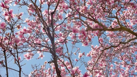 Magnolia tree Rotating Stock Footage 237396134