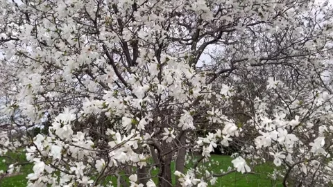 Magnolia tree spring bloom tilt up Stock Footage 273076640