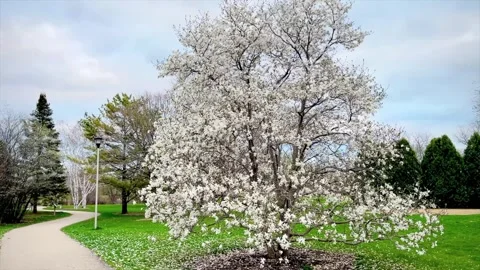 Magnolia tree spring bloom wide Stock Footage 273076653