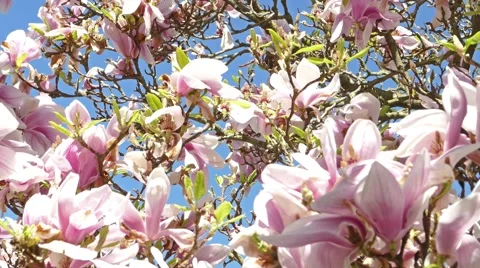 Magnolia tree spring Stock Footage 49293634