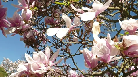 Magnolia tree spring Stock Footage 49295236