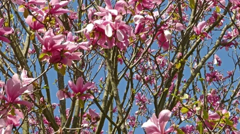 Magnolia tree spring Stock Footage 49295414