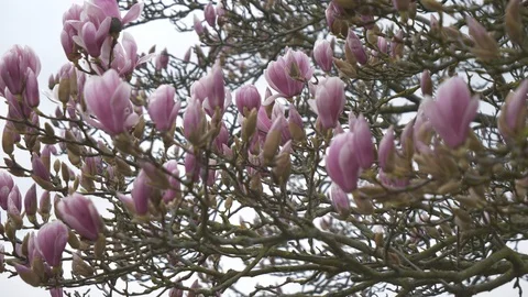 A magnolia tree in the spring. Stock Footage 104010092