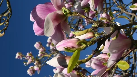 Magnolia tree in the spring Видео 333779843