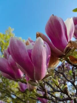 Magnolia tree in spring Stock Photos