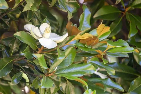Magnolia tree in Spring Stock Photos