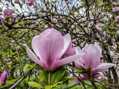 Magnolia tree in the spring - Romania 스톡 사진