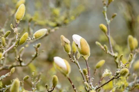 Magnolia tree in spring time as the buds are about to flower Stock Photos