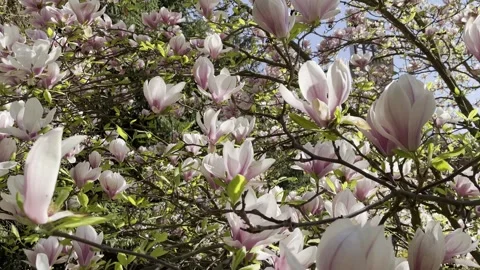 Magnolia tree sways in the wind Stock Footage 240940233